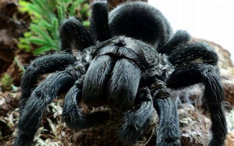 brazilian black tarantula care